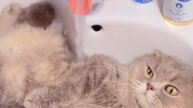 A cat that loves a bath#foryou