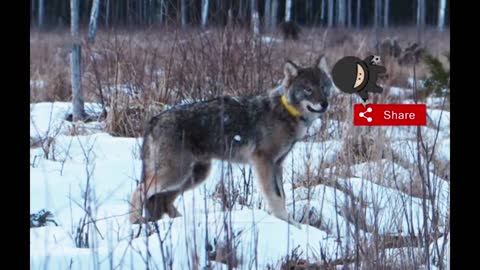 Man Rescues A Dog From Ice And Realizes He Made A Mistake