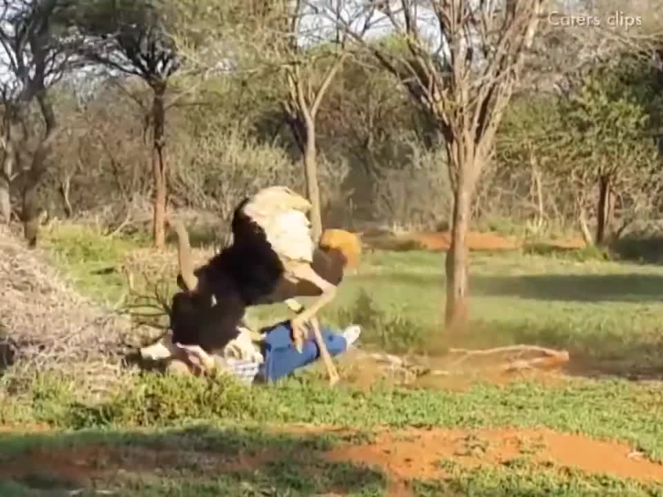 Angry Animals