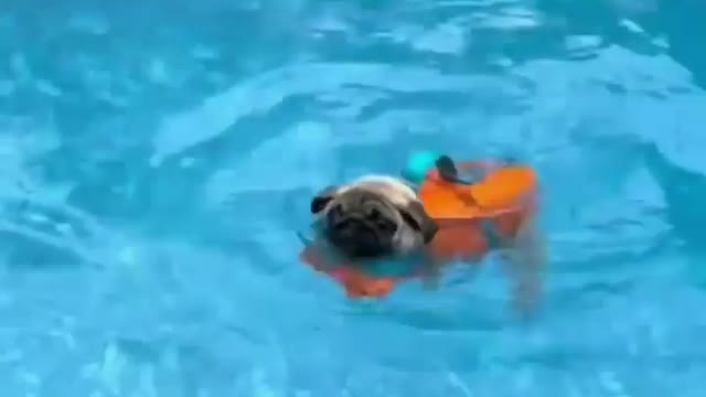 First time swimming🏊 the pug