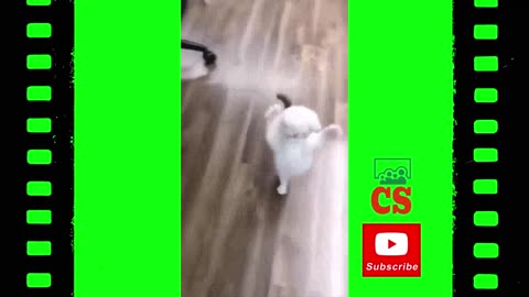 Try not to laygh funy animal video