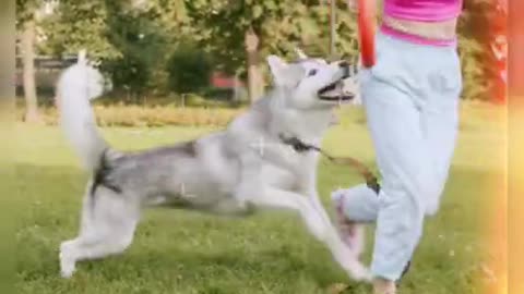 Dog training video