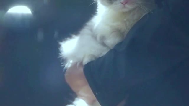 Laugh out loud with the FUNNIEST CATS right here!#20