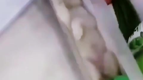 Funny dog prank videos 😀😜🐕🐒