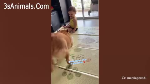 A funny baby and animals