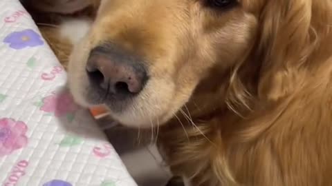 Lovely golden retriever