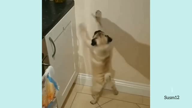 Super Cute and Best Dog Video | Super Cute Dog Video