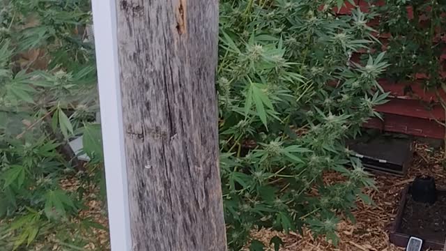 Greenhouse grow part 5