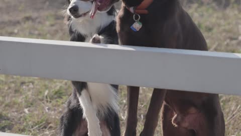 dog are playing into garden