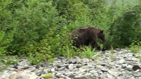 Incredible close-up footage of a grizzly bear