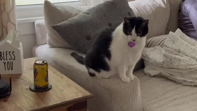 Beautiful talking Cat