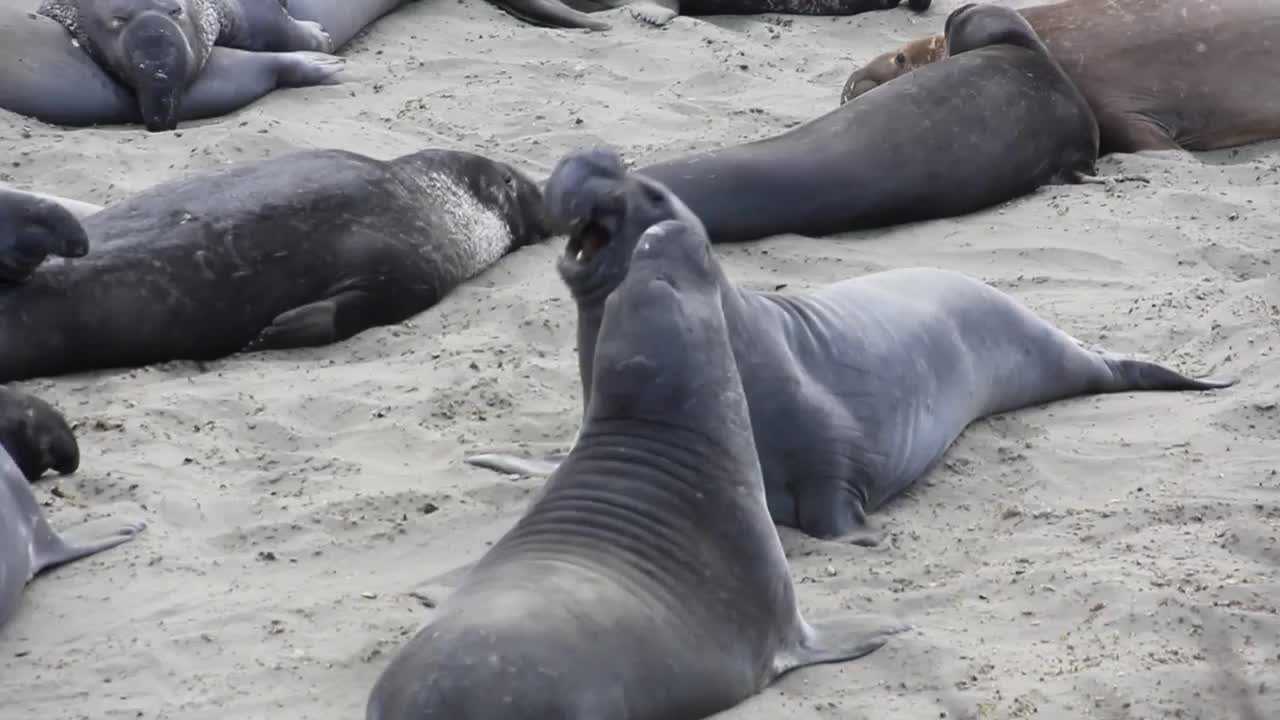 The Sea Elephants Wild Animals