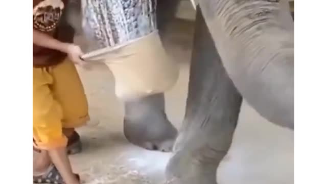 Elephant 3 Legs Only. Elephant Lost Her Leg,He Invented a Prosthesis For Her.