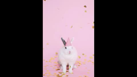Small birthday, Bunny