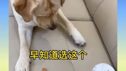 Cats and dogs funny videos