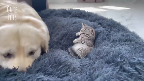 Look what this dog did to try to get the kitten out of his bed 😱