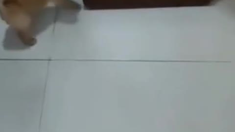 cute puppies