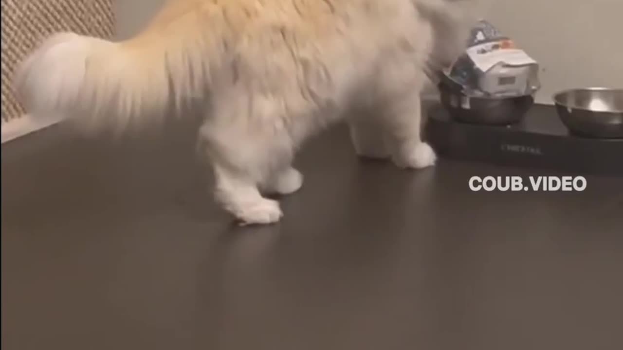 TRY NOT TO LAUGH 😆 Best Funny Videos Compilation 😂😁😆