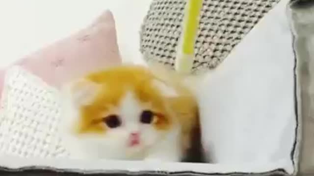 Best cat funny video