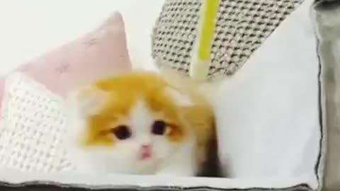 Best cat funny video