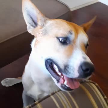 Chilling with Tucker Carlson And Claire Bear