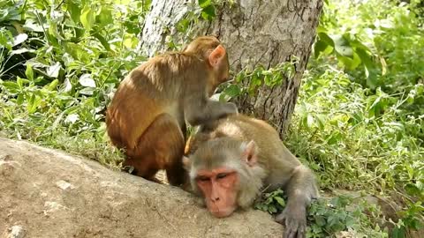 Funny animal lovers