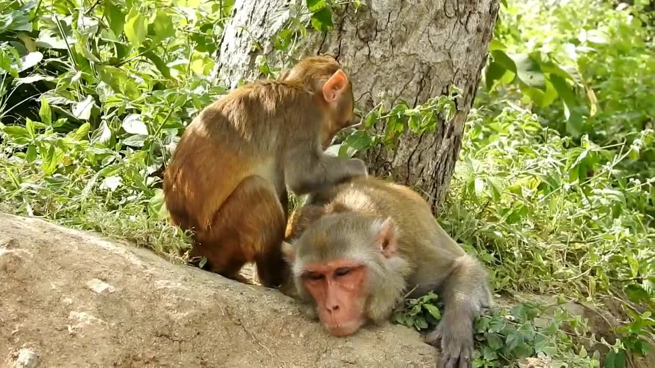 Funny animal lovers