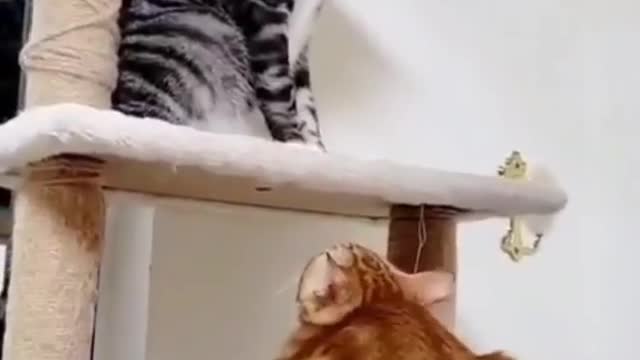 Funniest Cat Videos That Make Your Day Better 😻