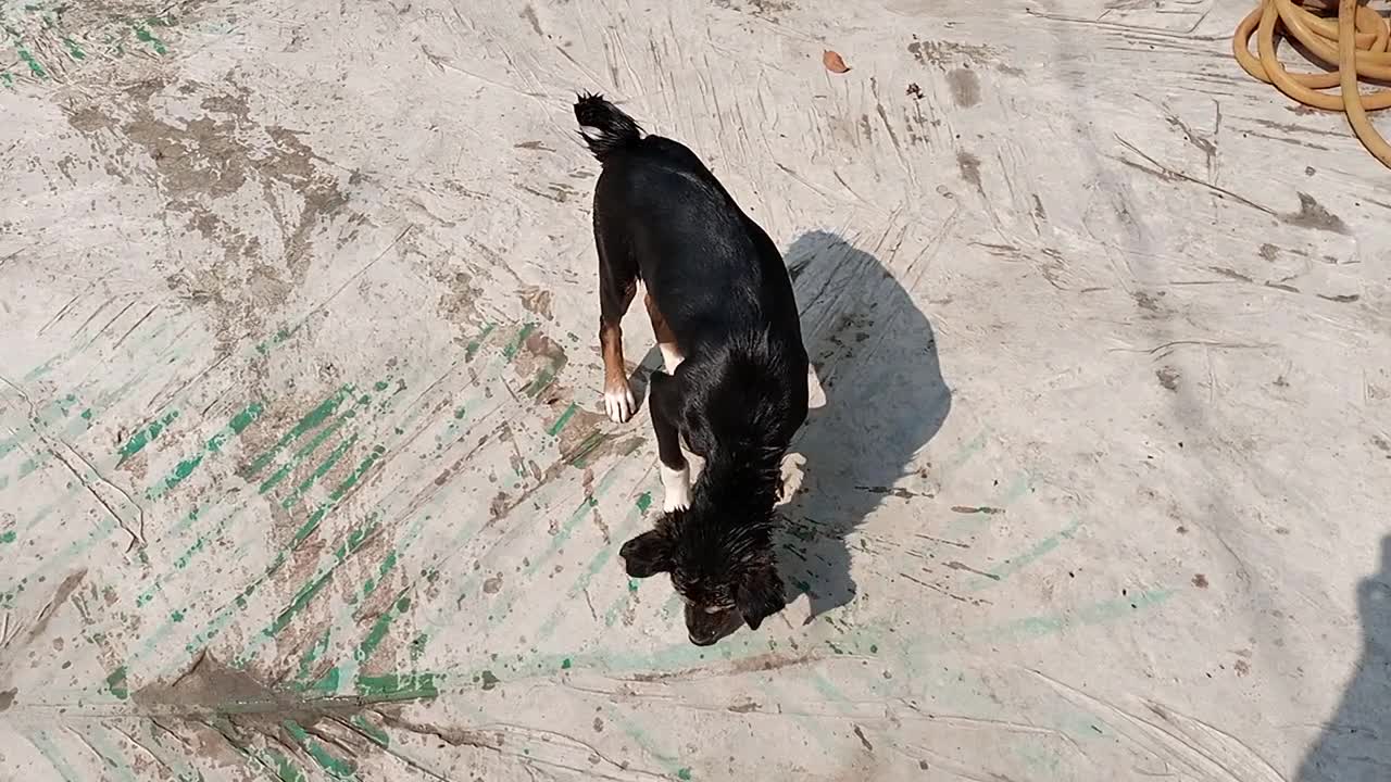 DOG SEX shower