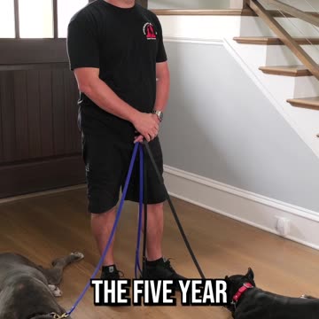 How to Introduce a Puppy to an Older Dog