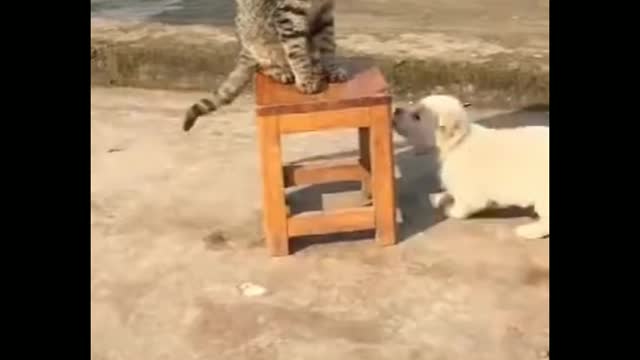 Cat vs dog fights - Cat and dog funny Fight competition