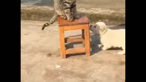 Cat vs dog fights - Cat and dog funny Fight competition