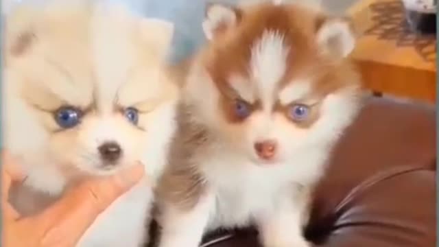 Two Baby Huskies