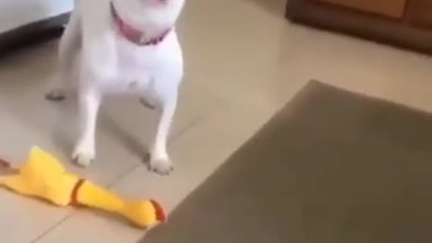 Funny Singing Dog