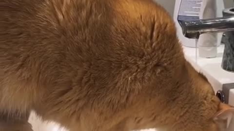 Awww ! So cute cat like a Lion Must Watch.