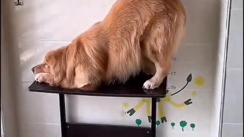 Cute animals funny videos