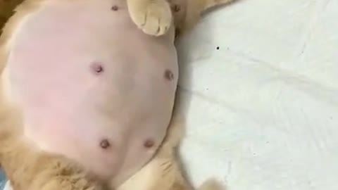 How beautiful this cat after giving birth to kittens
