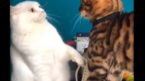 Short video of cute and adorable pets - Ep7