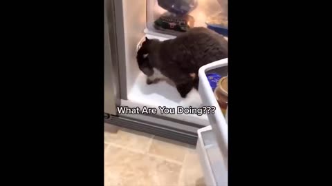 Try not to laugh challange