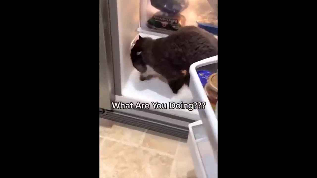 Try not to laugh challange