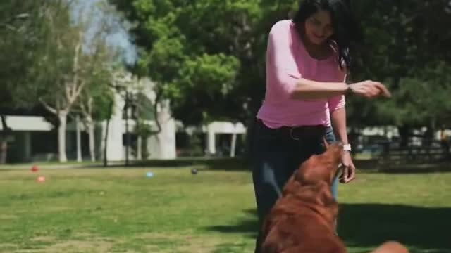 Cute dog training shorts video