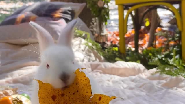 The cute and white rabbit are eating dry leaves.