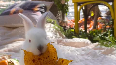 The cute and white rabbit are eating dry leaves.