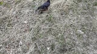 A beautiful dove walks.