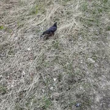 A beautiful dove walks.