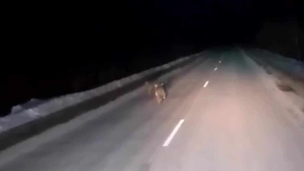 Siberian tiger cubs playing on the road 😱