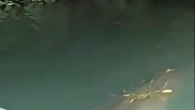 Best Fishing Video 🐟 Go Fishing 🔴 BigFishingTV 🔴 Tik Tok China #shorts