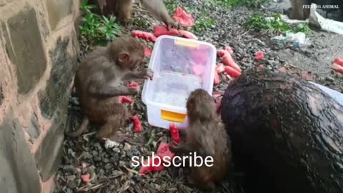 Monkey enjoy watermelon.