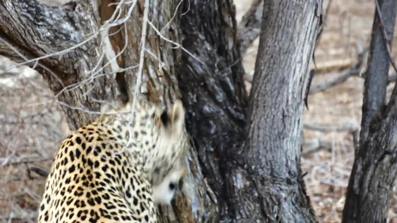 Close encounter with a leopard at Kruger National Park