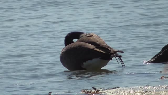 370 Toussaint Wildlife - Oak Harbor Ohio - Geese Stop To Say Good Bye